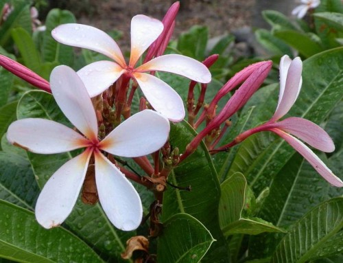 Plumeria---Psychological-Perfection-134.jpg