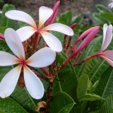 Plumeria---Psychological-Perfection-134