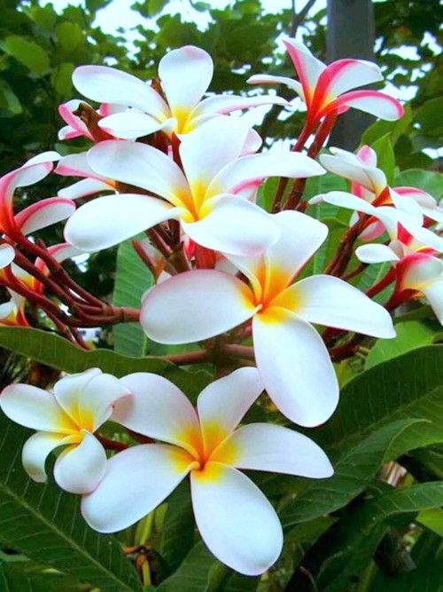 Plumeria---Psychological-Perfection-135.jpg