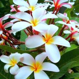 Plumeria---Psychological-Perfection-135