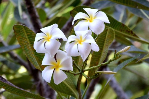 Plumeria---Psychological-Perfection-136.jpg