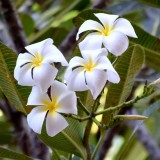 Plumeria---Psychological-Perfection-136