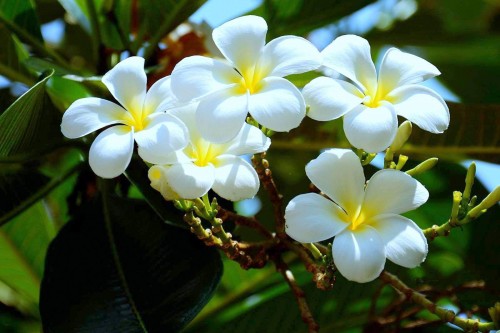 Plumeria---Psychological-Perfection-137.jpg