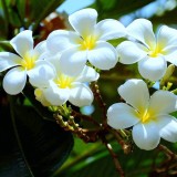 Plumeria---Psychological-Perfection-137