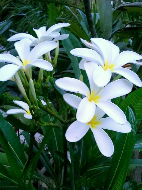 Plumeria---Psychological-Perfection-138.jpg