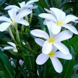 Plumeria---Psychological-Perfection-138