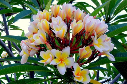 Plumeria---Psychological-Perfection-139.jpg