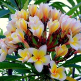 Plumeria---Psychological-Perfection-139