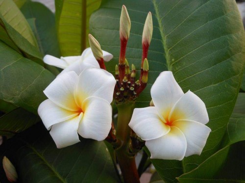 Plumeria---Psychological-Perfection-14.jpg