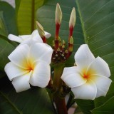 Plumeria---Psychological-Perfection-14