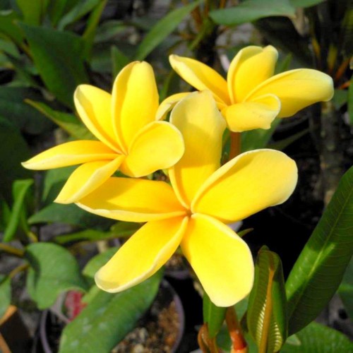 Plumeria---Psychological-Perfection-140.jpg