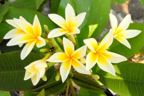 Plumeria---Psychological-Perfection-141.jpg