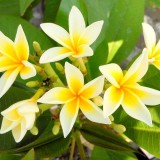 Plumeria---Psychological-Perfection-141