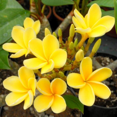 Plumeria---Psychological-Perfection-142.jpg