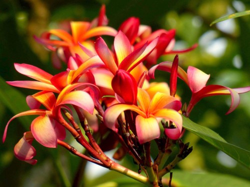 Plumeria---Psychological-Perfection-144.jpg