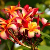 Plumeria---Psychological-Perfection-144