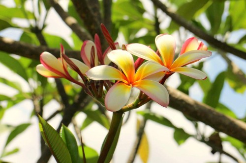 Plumeria---Psychological-Perfection-145.jpg