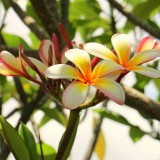 Plumeria---Psychological-Perfection-145