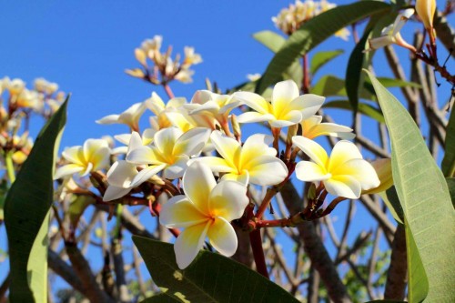 Plumeria---Psychological-Perfection-146.jpg