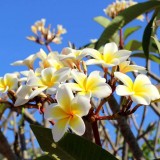 Plumeria---Psychological-Perfection-146