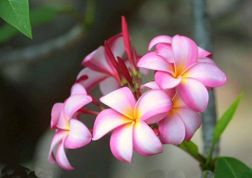 Plumeria---Psychological-Perfection-147.jpg