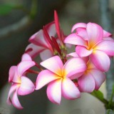 Plumeria---Psychological-Perfection-147