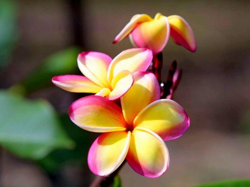 Plumeria---Psychological-Perfection-148.jpg