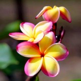 Plumeria---Psychological-Perfection-148