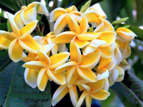 Plumeria---Psychological-Perfection-149.jpg