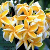 Plumeria---Psychological-Perfection-149