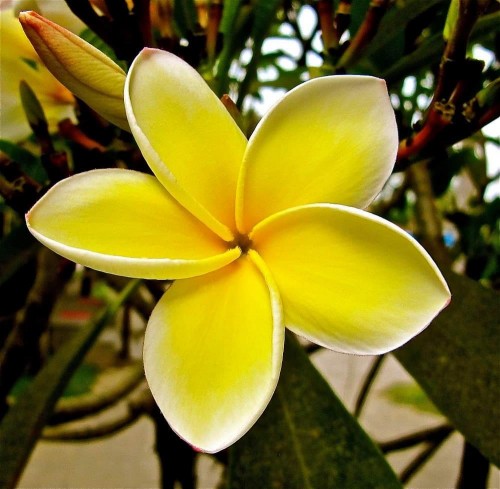 Plumeria---Psychological-Perfection-15.jpg