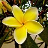 Plumeria---Psychological-Perfection-15