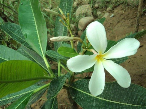 Plumeria---Psychological-Perfection-150.jpg