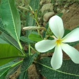 Plumeria---Psychological-Perfection-150