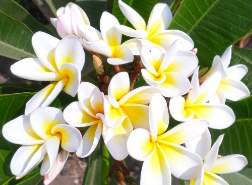 Plumeria---Psychological-Perfection-151.jpg