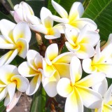 Plumeria---Psychological-Perfection-151