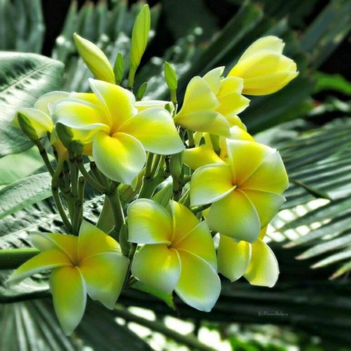 Plumeria---Psychological-Perfection-152.jpg