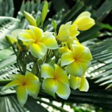 Plumeria---Psychological-Perfection-152