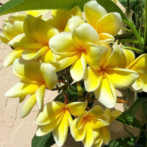 Plumeria---Psychological-Perfection-153.jpg