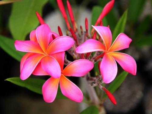 Plumeria---Psychological-Perfection-154.jpg