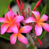 Plumeria---Psychological-Perfection-154