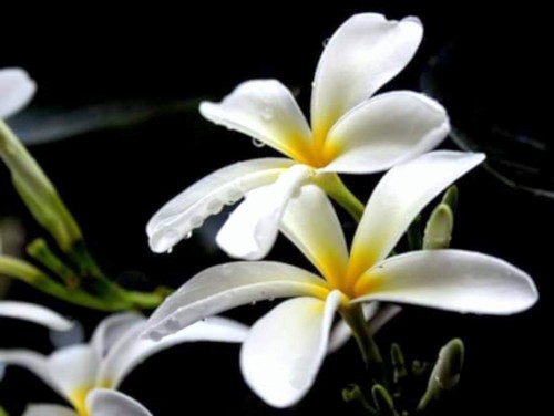 Plumeria---Psychological-Perfection-155.jpg