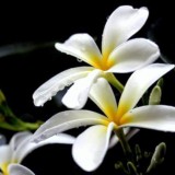 Plumeria---Psychological-Perfection-155