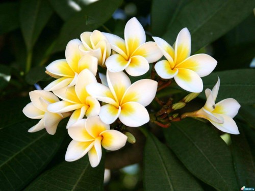 Plumeria---Psychological-Perfection-156.jpg