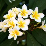 Plumeria---Psychological-Perfection-156