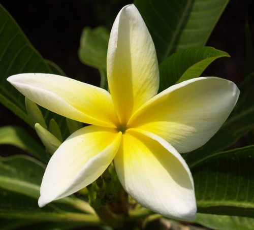 Plumeria---Psychological-Perfection-157.jpg