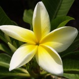 Plumeria---Psychological-Perfection-157