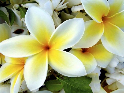 Plumeria---Psychological-Perfection-158.jpg