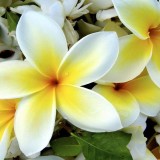 Plumeria---Psychological-Perfection-158