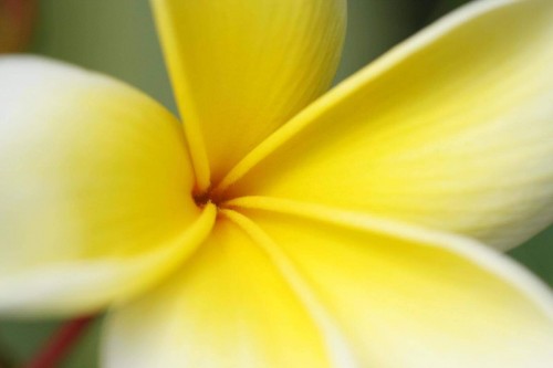 Plumeria---Psychological-Perfection-159.jpg